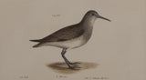 The Ruff, The Red-breasted Sandpiper