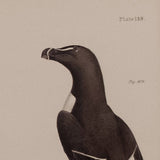 The Black Guillemot, The Razorbill