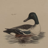 The Pintail Duck (Northern Pintail), The Shoveller or Spoonbill (The Northern Shoveler)