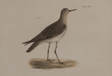 The Ruff, The Red-breasted Sandpiper