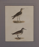 The Ruff, The Red-breasted Sandpiper