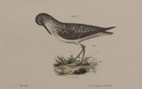 The Grey Plover, The Solitary Tatler