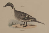The Pintail Duck (Northern Pintail), The Shoveller or Spoonbill (The Northern Shoveler)