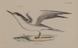 The Silvery Tern, The Sandwich Tern