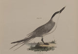 The Silvery Tern, The Sandwich Tern