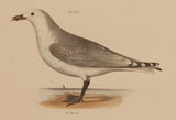 The Common American Gull, The Winter Gull, var. (Herring Gull, European Herring Gull)