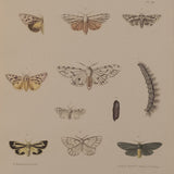Moths plate 41
