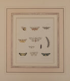 Moths plate 41