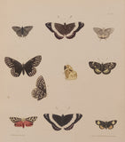 Moths plate 43