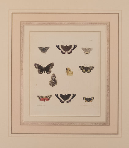 Moths plate 43
